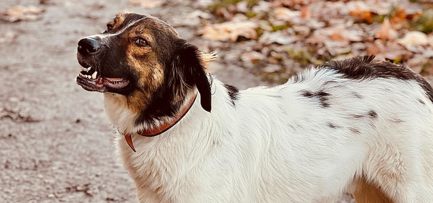 adopter chien roumain.jpg